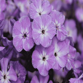 Флокс метельчатый Светлячок