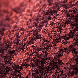 Ацена безоружная Purpurea