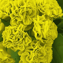 Примула ушковая Forest Lemon