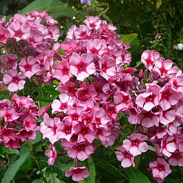 Флокс метельчатый Ред Карибиан