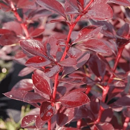 Барбарис оттавский Auricoma