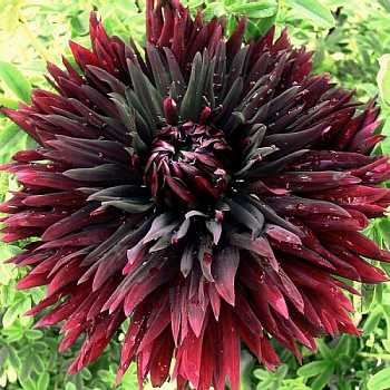 Георгина Кактусовая Кенора Мейкоб