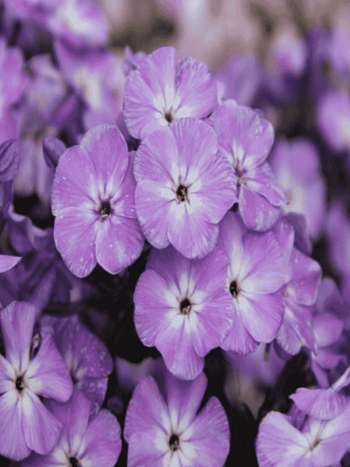 Флокс метельчатый Светлячок