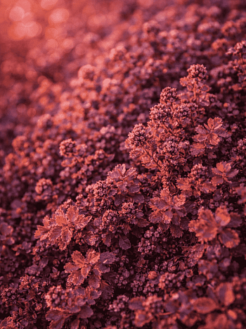 Ацена безоружная Purpurea