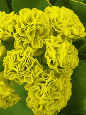 Примула ушковая Forest Lemon