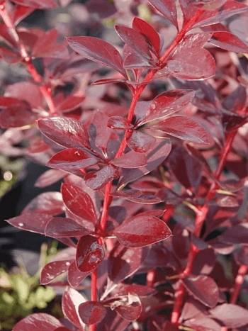 Барбарис оттавский Auricoma