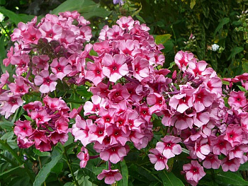 Флокс метельчатый Ред Карибиан Флокс метельчатый Ред Карибиан