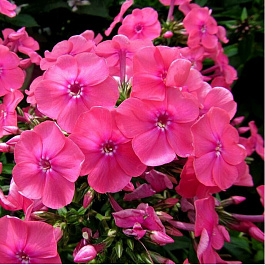 Флокс метельчатый Кэнди Флосс НАБОР 2ШТ (1+1)