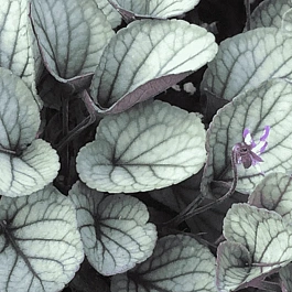 Виола уолтера Silver Gem