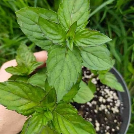 Мята Какао с Маршмеллоу