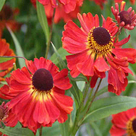 Гелениум Meranti