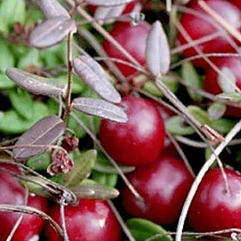 Клюква обыкновенная Stevens