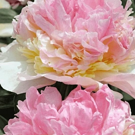 Пион Молочноцветковый Robijn