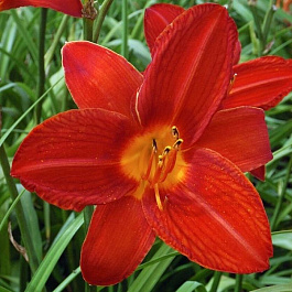 Лилейник гибридный Кэмпфайр Эмберс Лилейник гибридный Кэмпфайр Эмберс