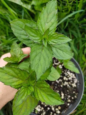 Мята Какао с Маршмеллоу