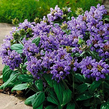 Прунелла (Черноголовка) крупноцветковая Violet