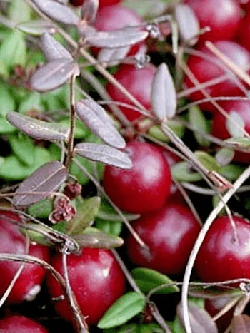 Клюква обыкновенная Stevens