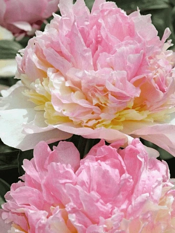 Пион Молочноцветковый Robijn