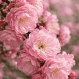 Вишня железистая Rosea Plena