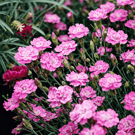 Гвоздика гратианополитанская Mix