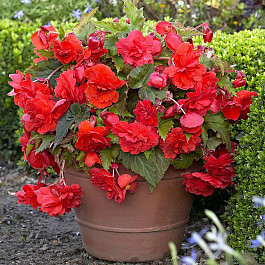 Бегония Каскад Одороса Ред Сансет