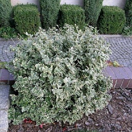 Бересклет Форчуна Харлеквин Бересклет Форчуна Харлеквин