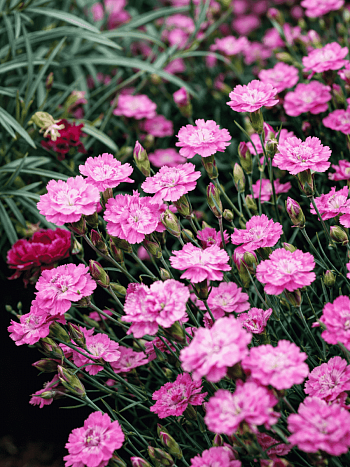 Гвоздика гратианополитанская Mix