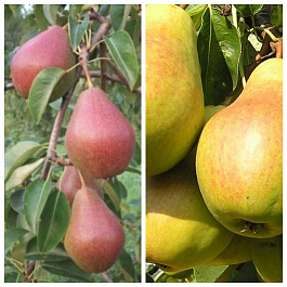 Дерево-сад (5 летка) груша 2 сорта Яковлевская-Лада