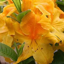 Азалия Goldpracht