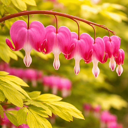 Дицентра великолепная Yellow Leaf