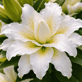 Лилия Roselily Sita