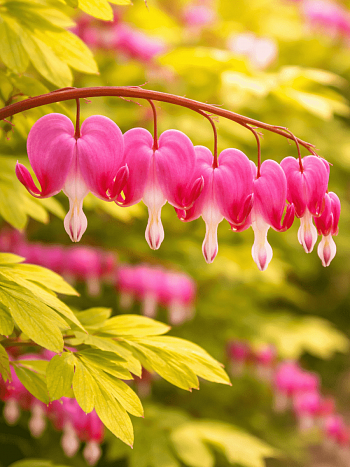 Дицентра великолепная Yellow Leaf