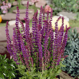 Сальвия дубравная Остфризленд