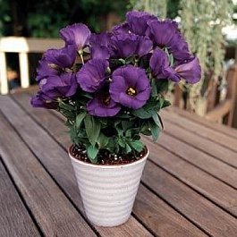 Эустома Сапфир Блю