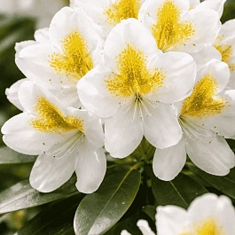 Рододендрон гибридный Catawbiense Album