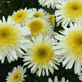 Нивяник наибольший Real Glory