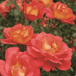 Роза Флорибунда Shanty