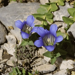 Горечавка тяньшаньская