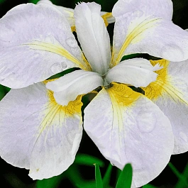 Ирис сибирский Ama no Hana