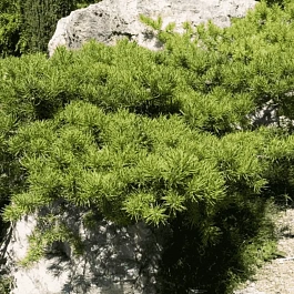 Сосна Банкса Schoodic