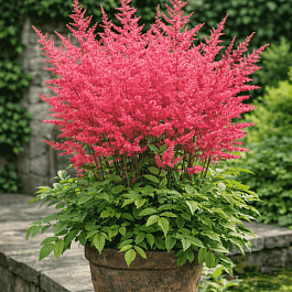 Астильба Арендса Granat