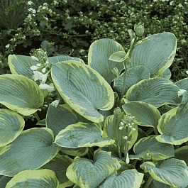 Хоста Frances Williams