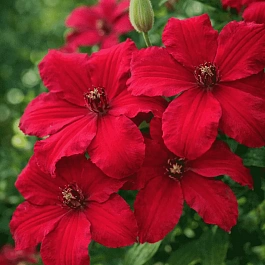 Клематис Kardynal Wyszynski