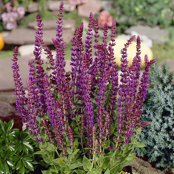 Сальвия дубравная Остфризленд