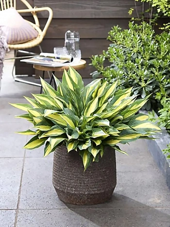 Хоста Golden Spear