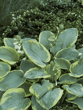 Хоста Frances Williams