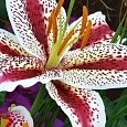 Лилия восточная Tigerwoods