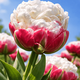 Тюльпан Махровый Ice Cream