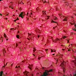 Гортензия крупнолистная Princess Diana