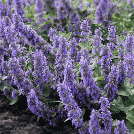 Котовник Фассена Dropmore